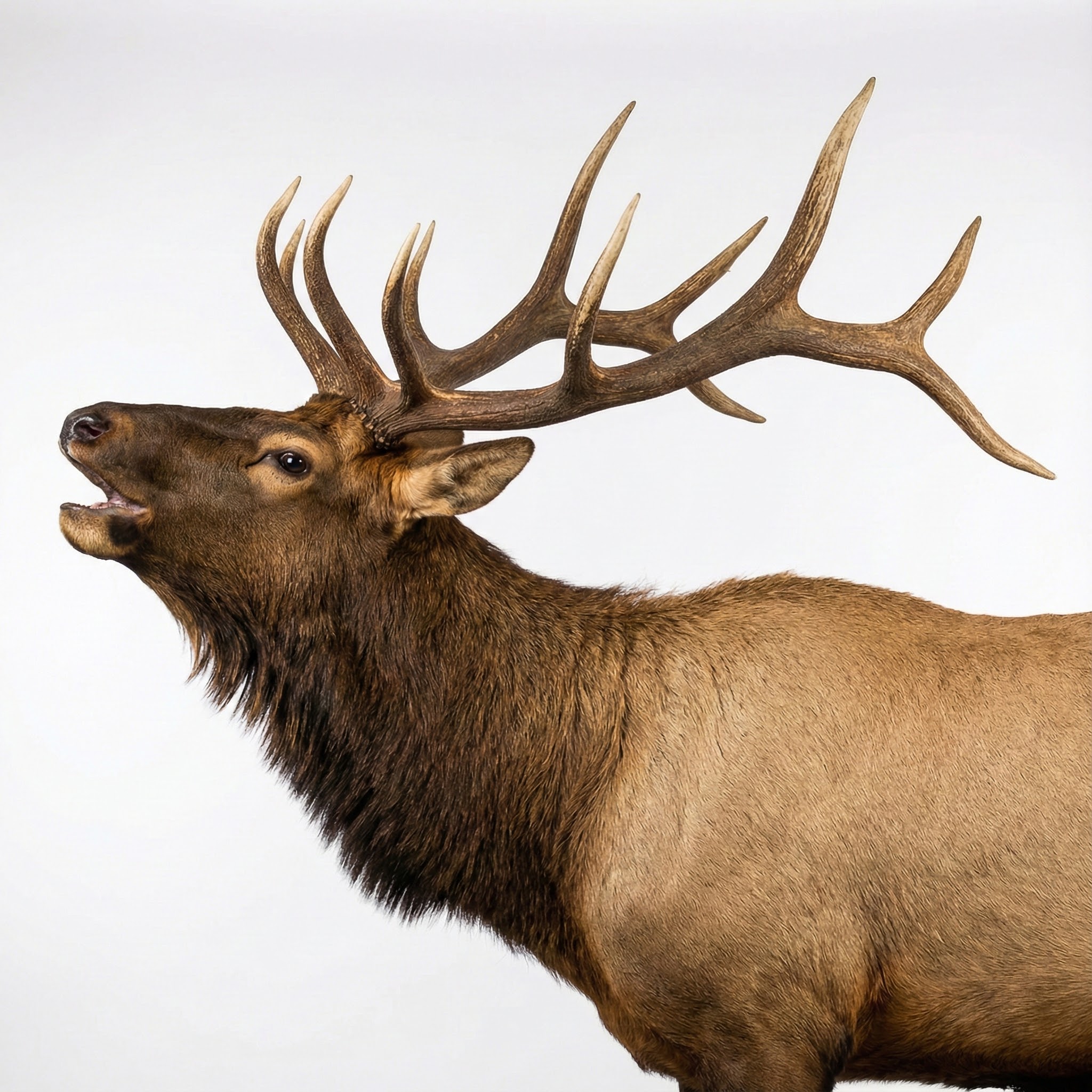 Elk