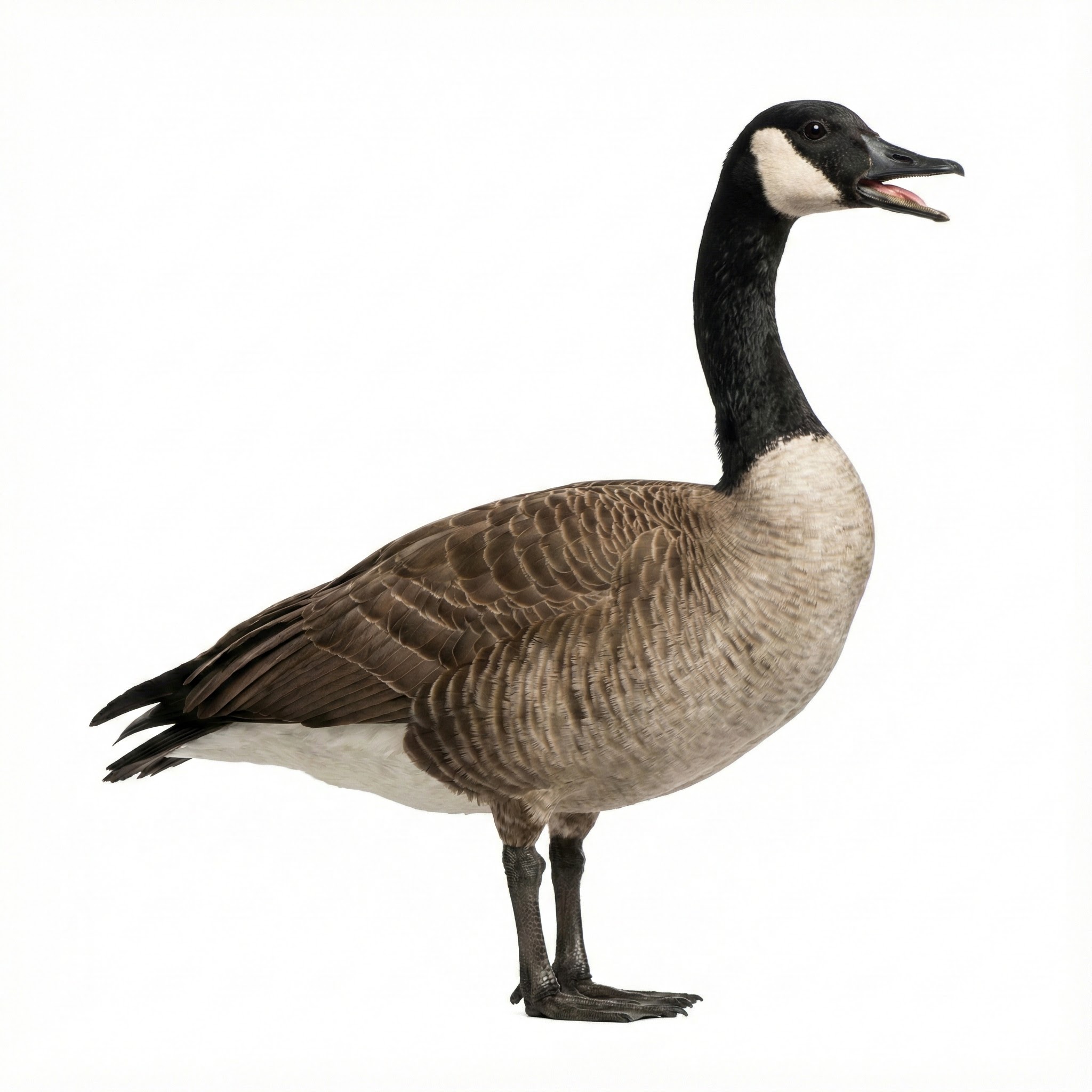 Goose